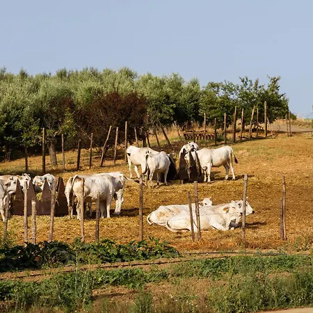 Lantgård Capracotta - Sole Montemassi