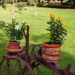 Alojamento de Turismo Rural Capracotta - Sole